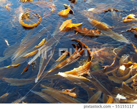 [北海道利iri島]指節搖曳的大海 55155117