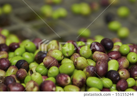 Olive pressing work Cleaning machine Olive oil making Olive pressing work Cleaning machine Olive oil making 55155244