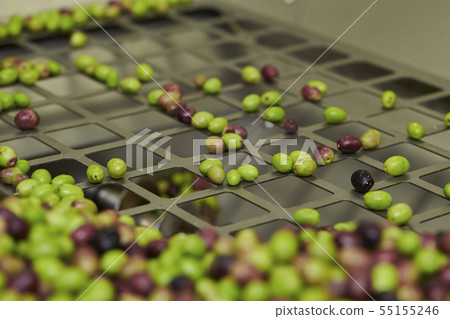 Olive pressing work Cleaning machine Olive oil making Olive pressing work Cleaning machine Olive oil making 55155246
