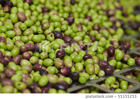 Olive pressing work Cleaning machine Olive oil making Olive pressing work Cleaning machine Olive oil making 55155253