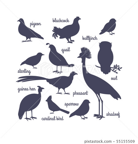 Vector bird silhouettes isolated on white 55155509