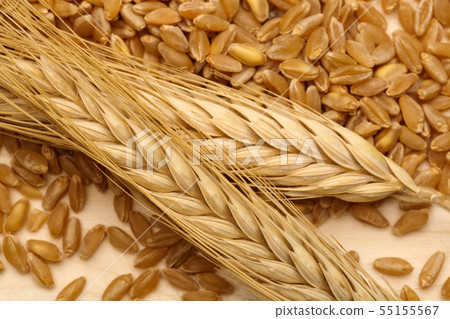 Wheat ears with wheat grains on wooden Wheat ears with wheat grains on wooden 55155567