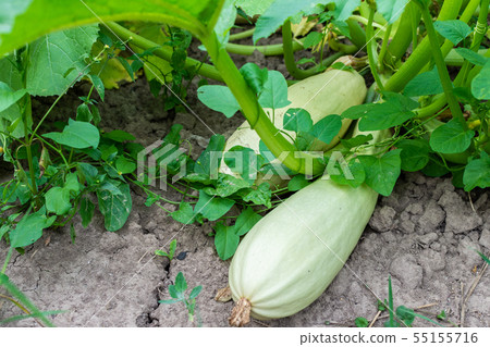 Ripening zucchini in the village 55155716