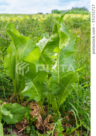 Green tall leaves of horseradish Green tall leaves of horseradish 55155717