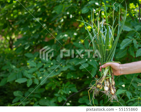 Man holds fresh onion in his hand Man holds fresh onion in his hand 55155860