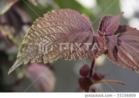 Persimmon grown in Sao Paulo 55156809