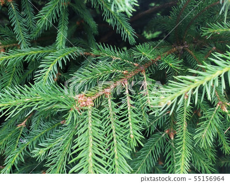 Closeup photo of the green pine tree background Closeup photo of the green pine tree background 55156964