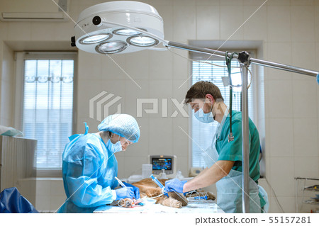 Veterinary dentistry. Dentist surgeon veterinarian 55157281