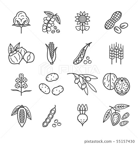 Agricultural commodities of vegetable origin linear icons set 55157430