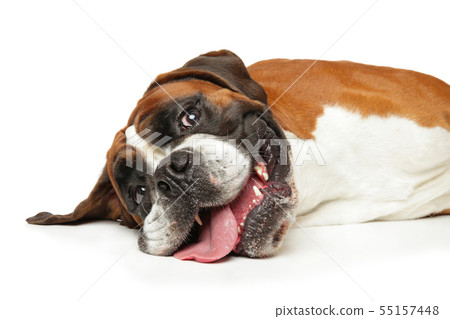 Portrait of happy Boxer dog 55157448
