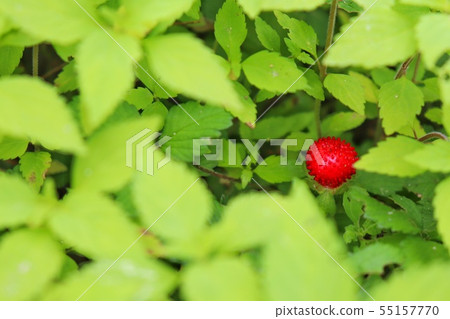 snake strawberry 55157770
