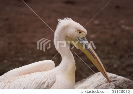 Great White Pelican 36 55158080