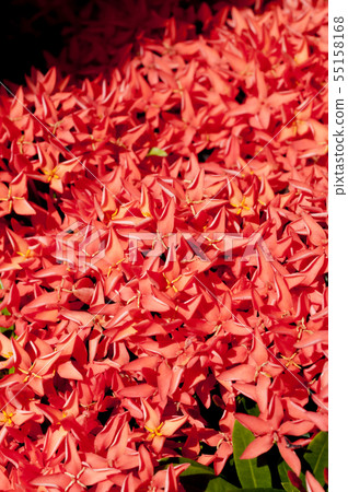 Kobano Sandangka 55158168