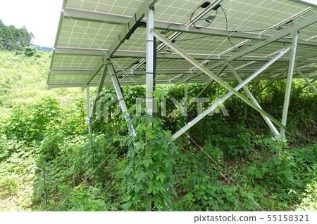 Solar power plant surrounded by weeds Solar power plant surrounded by weeds 55158321