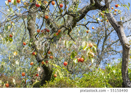 Tsubame's lodge Tsubame's lodge 55158490