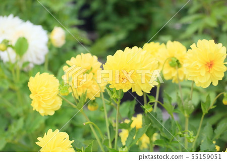 Dahlia flower 55159051