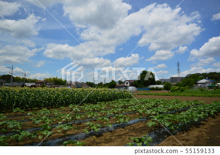 在東京日野市夏天郊區的農場 55159133