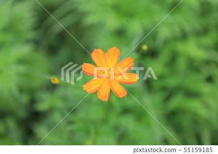  黃波斯菊 55159185