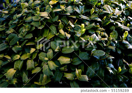花園熟悉的雜草草綠色植物 花園熟悉的雜草草綠色植物 55159289