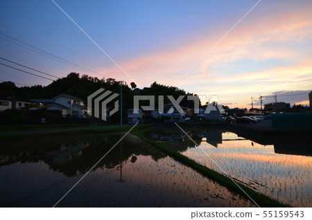 Rice field evening scenery outside of Tokyo Hachioji City Rice field evening scenery outside of Tokyo Hachioji City 55159543