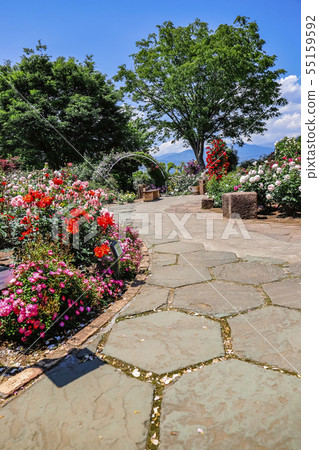 [山梨縣]春天的藥草園旅行日記，勝沼園的玫瑰園 55159592