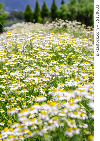 洋甘菊花壇 洋甘菊花壇 55159633