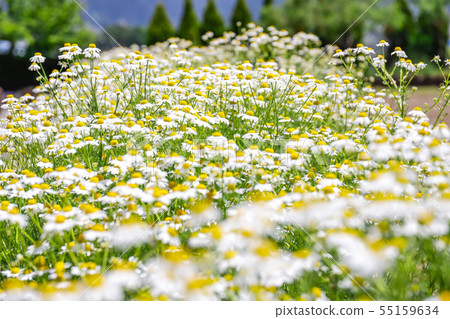 Chamomile flower bed 55159634