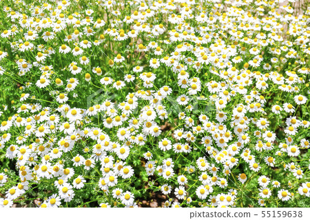 洋甘菊花壇 55159638