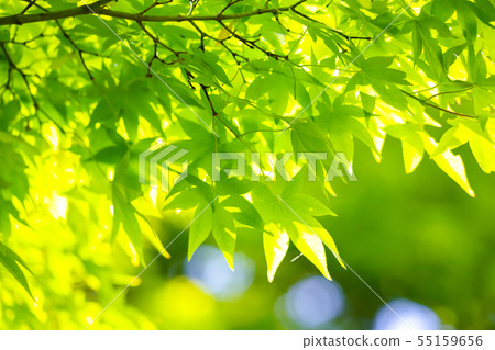 新鮮的綠色的楓樹 55159656