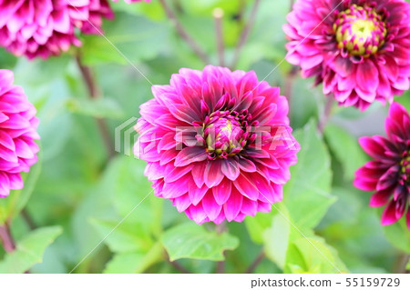Dahlia flower Dahlia flower 55159729