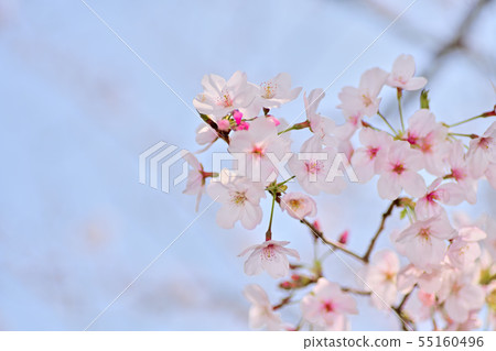 春天的風景櫻花 春天的風景櫻花 55160496
