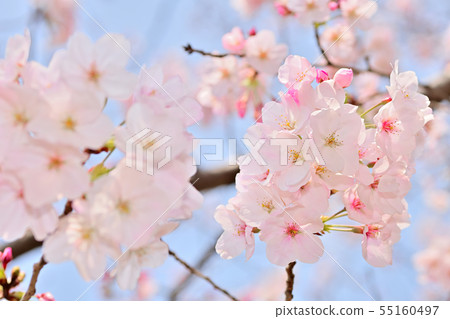 春天的風景櫻花 春天的風景櫻花 55160497