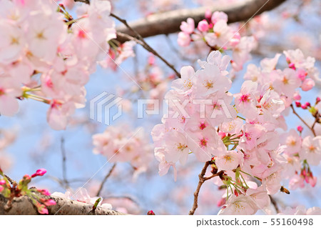春天的風景櫻花 55160498