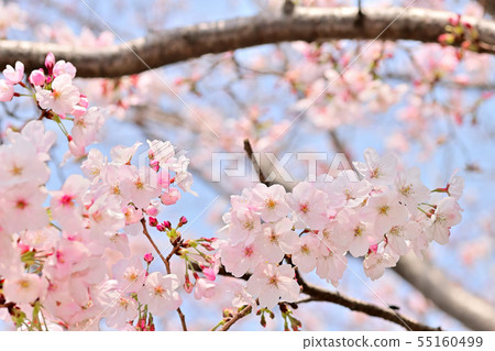 春天的風景櫻花 春天的風景櫻花 55160499