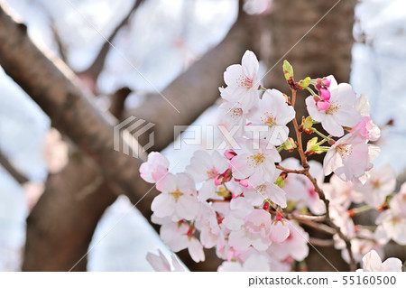 春天的風景櫻花 春天的風景櫻花 55160500