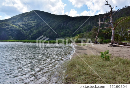 紅樹林棲息地 紅樹林棲息地 55160804