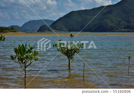 紅樹林棲息地 紅樹林棲息地 55160806