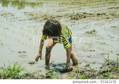 Agricultural experience Children who plant rice 55161270