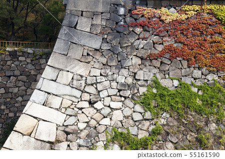 Autumn leaves of Ishigaki of Osaka Castle Autumn leaves of Ishigaki of Osaka Castle 55161590