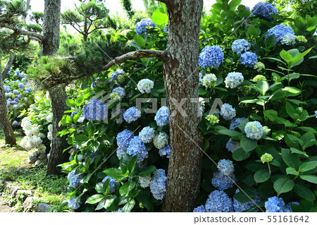 Pine Tree and Hydrangea Pine Tree and Hydrangea 55161642