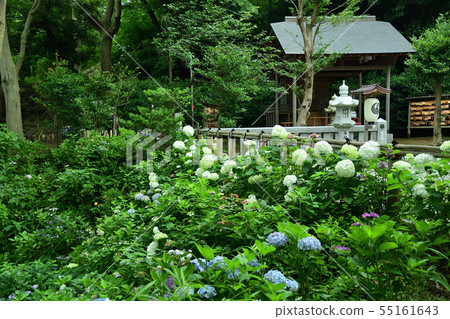 Hydrangea of Shinoharaoka Shrine Hydrangea of Shinoharaoka Shrine 55161643
