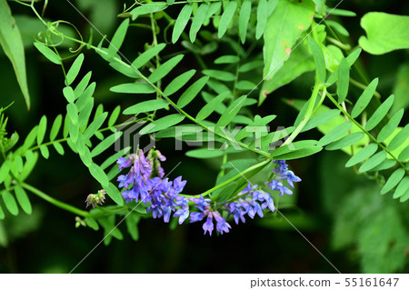 Kusanji（Kusafuji） 55161647