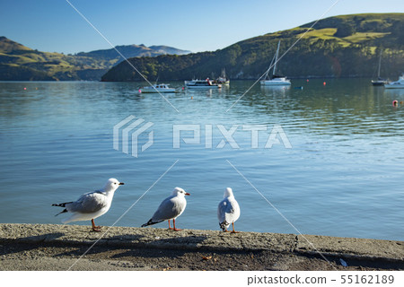 wild bird, migratory bird, bird 55162189