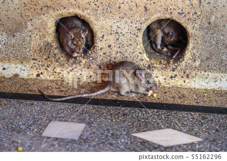 Rats in Karni Mata Temple or Rats Temple. Deshnok. Rats in Karni Mata Temple or Rats Temple. Deshnok. 55162296