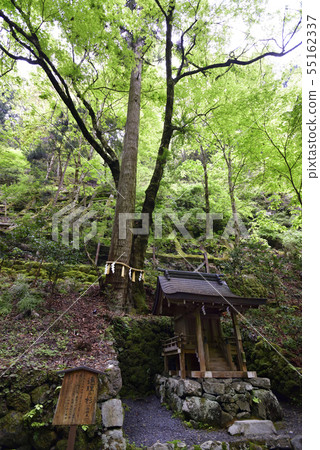 Kifune Shrine Okumiya Renri no Sugi 55162337