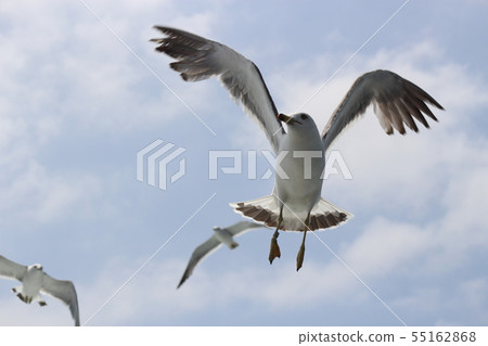 Seabird with foot ring (identification tag) Seabird with foot ring (identification tag) 55162868