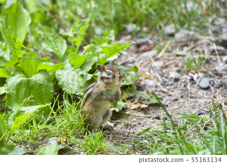 Chipmunk 10 Chipmunk 10 55163134