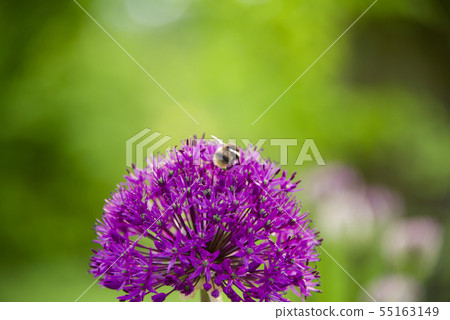 Purple flower 7 Purple flower 7 55163149
