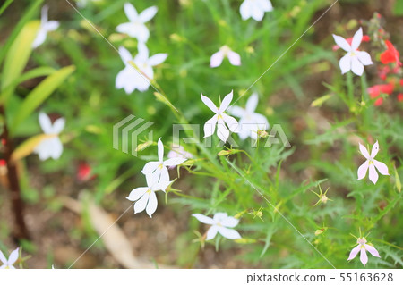 Isotma flowers 55163628