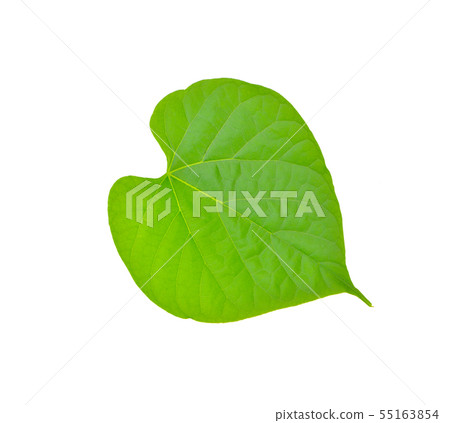 tinospora crispa leaf on white background tinospora crispa leaf on white background 55163854